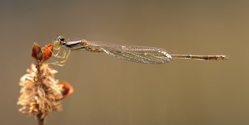 Male, immature
2013_04_03_Brantley